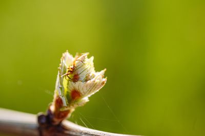 Les vignes : débourrement - Domaine Dauvissat