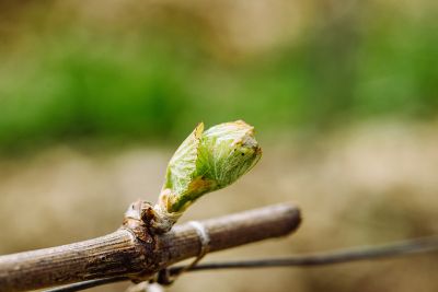 Les vignes : débourrement - Domaine Dauvissat