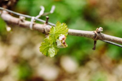 Les vignes : débourrement - Domaine Dauvissat