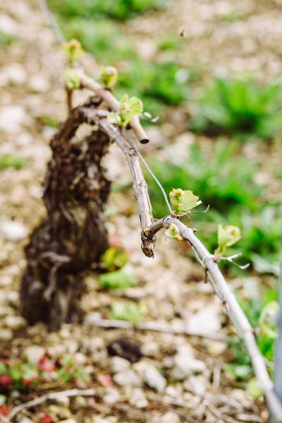 Les vignes : débourrement - Domaine Dauvissat