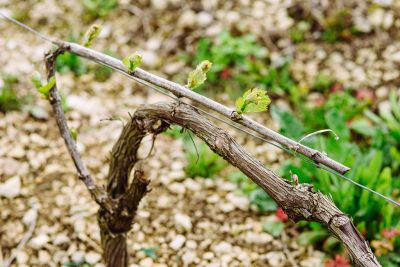 Les vignes : débourrement - Domaine Dauvissat