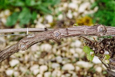 Les vignes : débourrement - Domaine Dauvissat