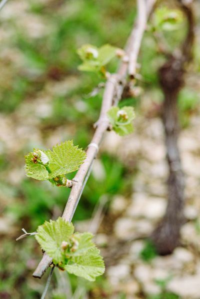 Les vignes : débourrement - Domaine Dauvissat