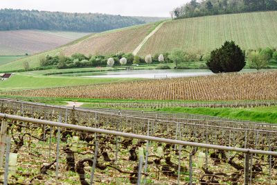 Les vignes : débourrement - Domaine Dauvissat