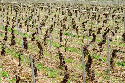 Les vignes : débourrement - Domaine Dauvissat