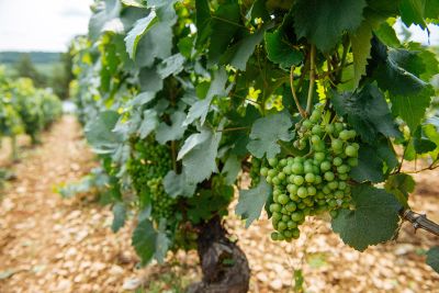 Les vignes : l'été - Domaine Dauvissat