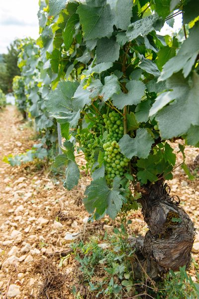 Les vignes : l'été - Domaine Dauvissat