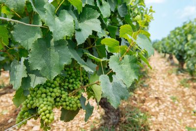 Les vignes : l'été - Domaine Dauvissat