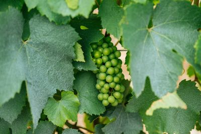 Les vignes : l'été - Domaine Dauvissat