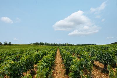 Les vignes : l'été - Domaine Dauvissat