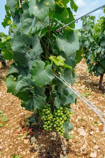 Les vignes : l'été - Domaine Dauvissat