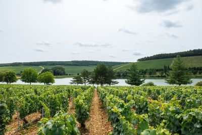 Les vignes : l'été - Domaine Dauvissat