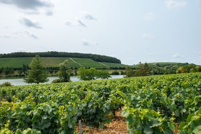 Les vignes : l'été - Domaine Dauvissat