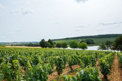 Les vignes : l'été - Domaine Dauvissat