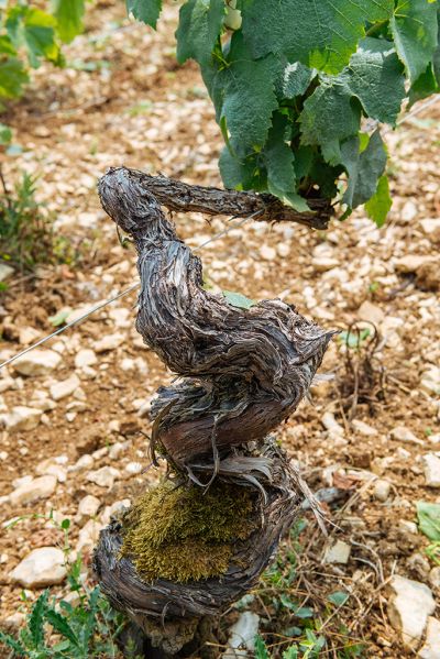 Les vignes : l'été - Domaine Dauvissat