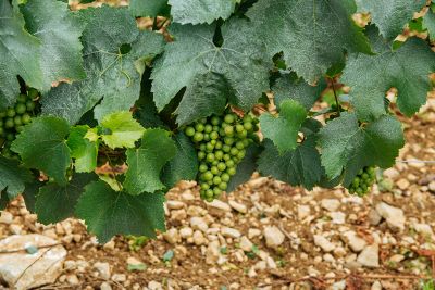 Les vignes : l'été - Domaine Dauvissat