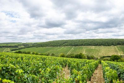 Chablis Fyé - Domaine Dauvissat