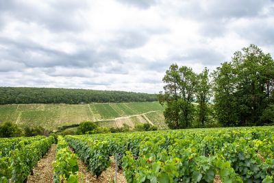 Chablis Fyé - Domaine Dauvissat