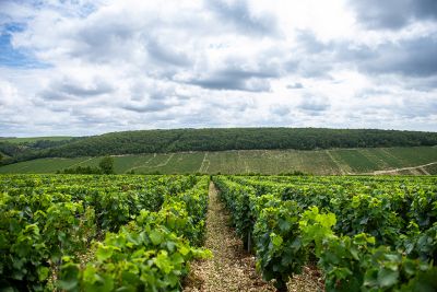 Chablis Fyé - Domaine Dauvissat