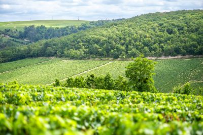 Chablis Fyé - Domaine Dauvissat