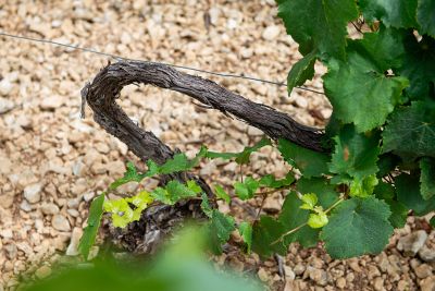 Chablis Fyé - Domaine Dauvissat