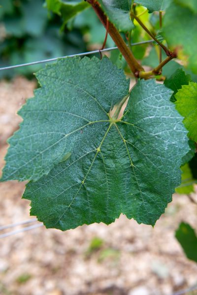 Chablis Beine Trouesmes - Domaine Dauvissat