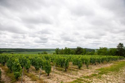 Chablis Beine Trouesmes - Domaine Dauvissat