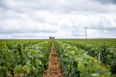 Petit Chablis - Domaine Dauvissat