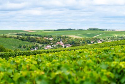 Petit Chablis - Domaine Dauvissat