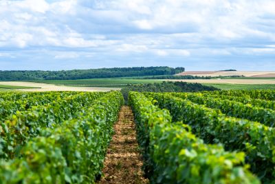 Petit Chablis - Domaine Dauvissat