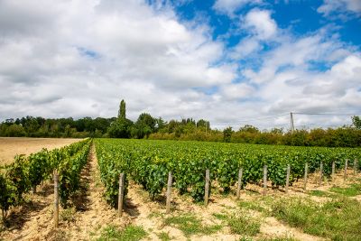 Crémant - Domaine Dauvissat