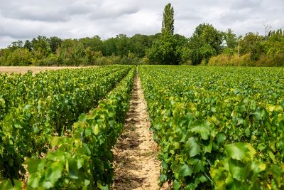 Crémant - Domaine Dauvissat