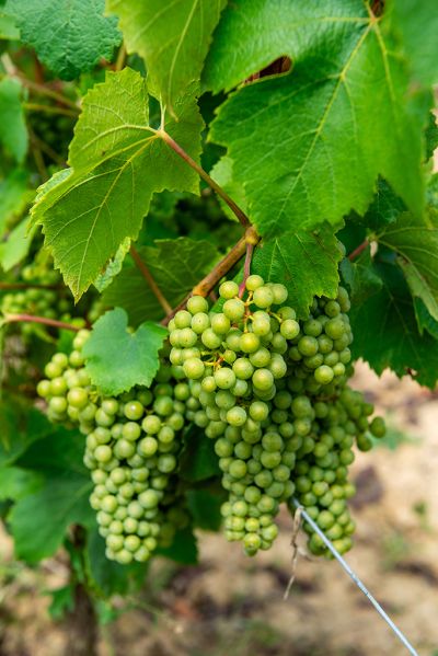 Crémant - Domaine Dauvissat