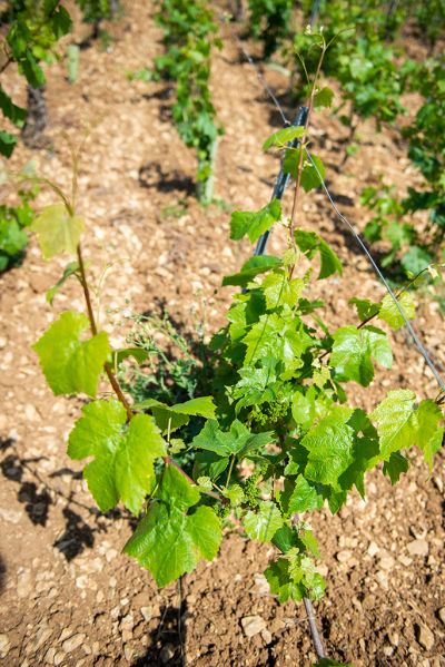 Les vignes : feuillaison - Domaine Dauvissat