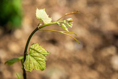 Les vignes : feuillaison - Domaine Dauvissat