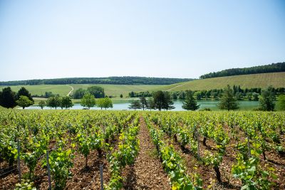 Les vignes : feuillaison - Domaine Dauvissat