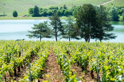 Les vignes : feuillaison - Domaine Dauvissat