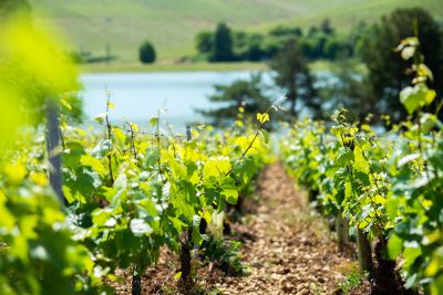 Les vignes : feuillaison - Domaine Dauvissat