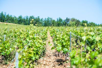 Les vignes : feuillaison - Domaine Dauvissat