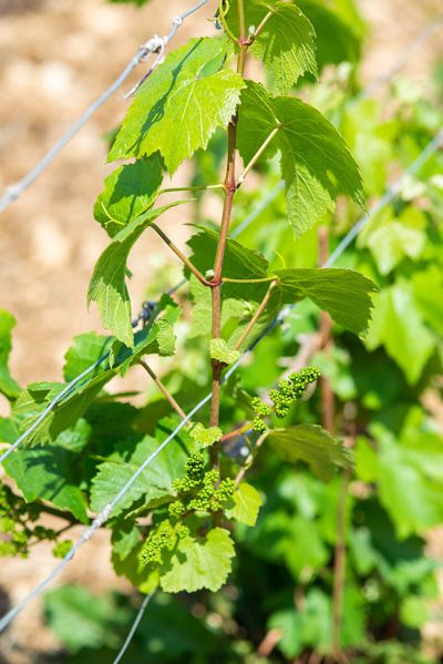 Les vignes : feuillaison - Domaine Dauvissat