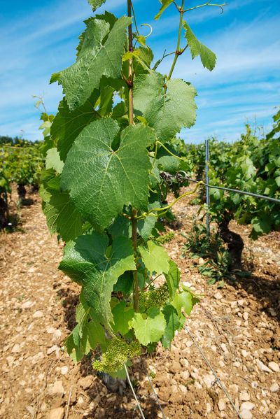 Les vignes : floraison - Domaine Dauvissat