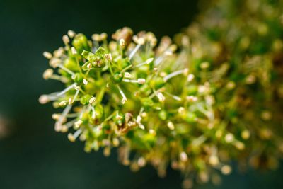 Les vignes : floraison - Domaine Dauvissat