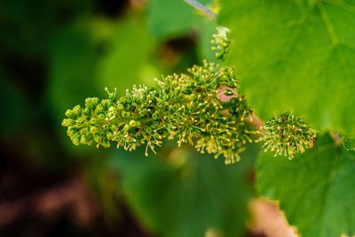 Les vignes : floraison - Domaine Dauvissat