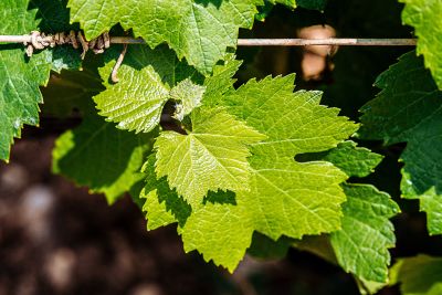 Les vignes : floraison - Domaine Dauvissat