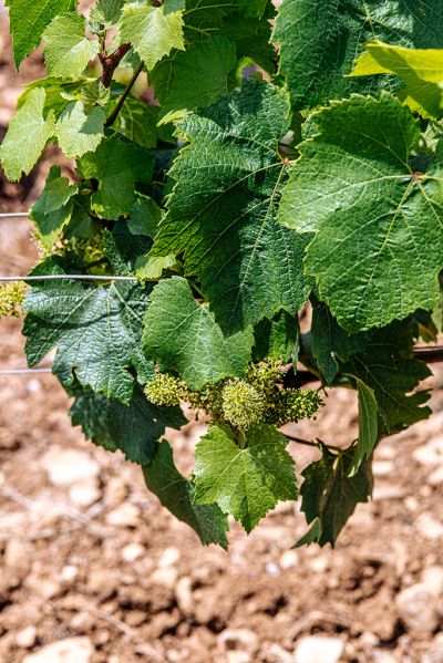 Les vignes : floraison - Domaine Dauvissat