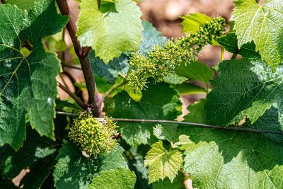 Les vignes : floraison - Domaine Dauvissat