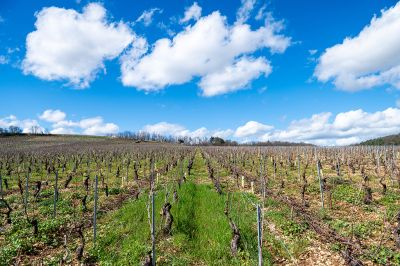 Les vignes : taille et pleurs - Domaine Dauvissat