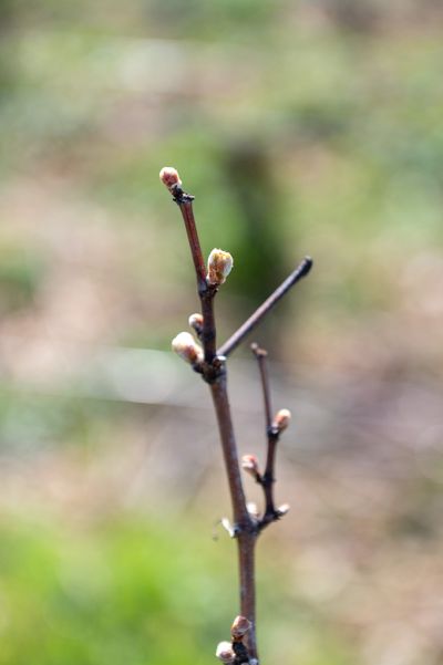 Les vignes : taille et pleurs - Domaine Dauvissat