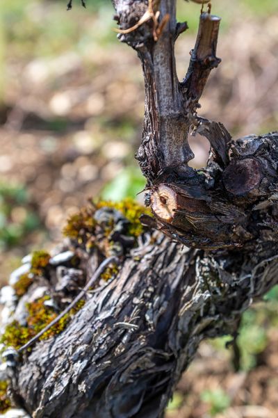 Les vignes : taille et pleurs - Domaine Dauvissat