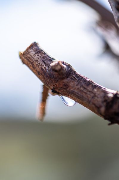 Les vignes : taille et pleurs - Domaine Dauvissat